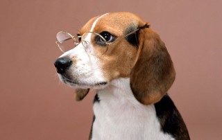 Beagle wearing reading glasses | Featured image for What to Look for When Buying a Used Car blog by FinanceBeagle.