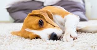 Beagle Laying on the Capet. | Featured Image for the Blog 4 Reasons To Use A Novated Lease.